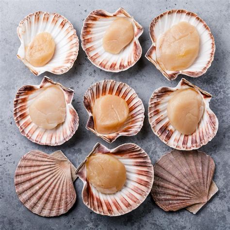 scallops deutsch|scallop shell.